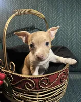 Charlie, a male Chiweenie for sale in Bussey, IA – Photo 1 of 5