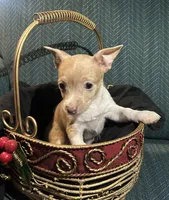 Charlie, a male Chiweenie for sale in Bussey, IA – Photo 3 of 5