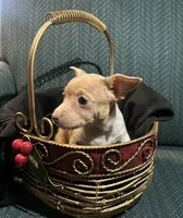 Charlie, a male Chiweenie for sale in Bussey, IA – Photo 4 of 5
