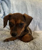Ace, a male Miniature Dachshund for sale in Bussey, IA – 5 of 7