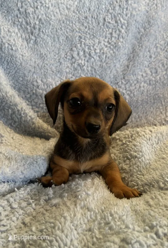 Max – Miniature Dachshund puppy for sale in Bussey, IA