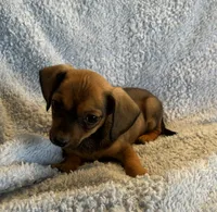 Max, a male Miniature Dachshund for sale in Bussey, IA – 6 of 8