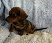 Ace, a male Miniature Dachshund for sale in Bussey, IA – 3 of 7