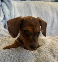 Ace, a male Miniature Dachshund for sale in Bussey, IA – 7 of 7