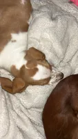 Archie, a male Basset Hound for sale in Bussey, IA – 2 of 6