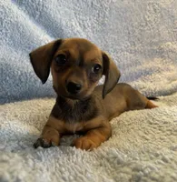 Max, a male Miniature Dachshund for sale in Bussey, IA – 4 of 8