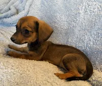 Max, a male Miniature Dachshund for sale in Bussey, IA – 8 of 8