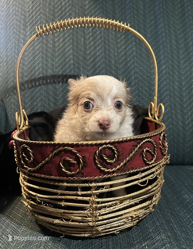 Tracy, a female Chiweenie for sale in Bussey, IA – Photo 1 of 5