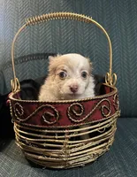 Tracy, a female Chiweenie for sale in Bussey, IA – Photo 1 of 5