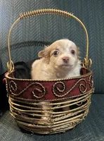 Tracy, a female Chiweenie for sale in Bussey, IA – Photo 2 of 5