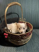 Tracy, a female Chiweenie for sale in Bussey, IA – Photo 5 of 5