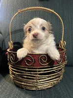 Tracy, a female Chiweenie for sale in Bussey, IA – Photo 3 of 5