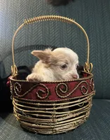 Tracy, a female Chiweenie for sale in Bussey, IA – Photo 4 of 5