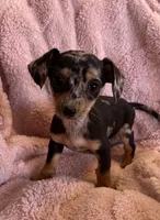 Jenny, a female Miniature Dachshund for sale in Bussey, IA – 5 of 6