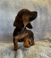 Jack, a male Miniature Dachshund for sale in Bussey, IA – 4 of 6