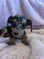 Jenny, a female Miniature Dachshund for sale in Bussey, IA – 6 of 6