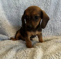 Jack, a male Miniature Dachshund for sale in Bussey, IA – 5 of 6
