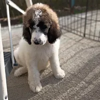 Cherish -Rare Coloring, a female Poodle - Multi-Colored Standard and Poodle - Standard  for sale in Frontenac, KS – Photo 2 of 3