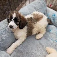 Cherish -Rare Coloring, a female Poodle - Multi-Colored Standard and Poodle - Standard  for sale in Frontenac, KS – Photo 3 of 3