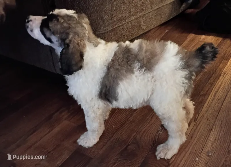 Cherish -Rare Coloring – Poodle - Multi-Colored Standard, Poodle - Standard  puppy for sale in Frontenac, KS
