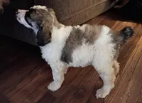 Cherish -Rare Coloring, a female Poodle - Multi-Colored Standard and Poodle - Standard  for sale in Frontenac, KS – Photo 1 of 3