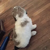 Cherish - Tri colored RARE SPECIAL PUP, a female Poodle - Multi-Colored Standard and Poodle - Standard  for sale in Frontenac, KS – Photo 6 of 7