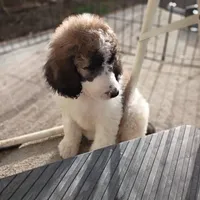 Cherish - Ready to go Home, a female Poodle - Multi-Colored Standard and Poodle - Standard  for sale in Frontenac, KS – Photo 1 of 6