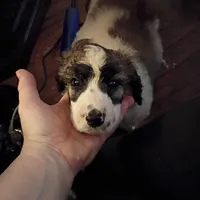 Cherish - Tri colored RARE SPECIAL PUP, a female Poodle - Multi-Colored Standard and Poodle - Standard  for sale in Frontenac, KS – Photo 3 of 7