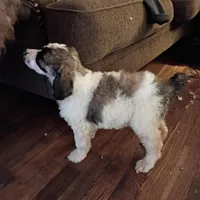 Cherish - Tri colored RARE SPECIAL PUP, a female Poodle - Multi-Colored Standard and Poodle - Standard  for sale in Frontenac, KS – Photo 7 of 7