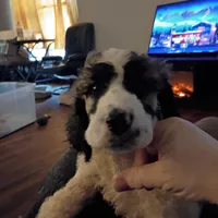 Cherish - Tri colored RARE SPECIAL PUP, a female Poodle - Multi-Colored Standard and Poodle - Standard  for sale in Frontenac, KS – Photo 5 of 7