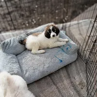 Cherish - Ready to go Home, a female Poodle - Multi-Colored Standard and Poodle - Standard  for sale in Frontenac, KS – Photo 3 of 6