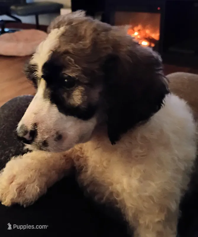 Cherish - Tri colored RARE SPECIAL PUP