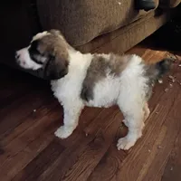 Cherish - Tri colored RARE SPECIAL PUP, a female Poodle - Multi-Colored Standard and Poodle - Standard  for sale in Frontenac, KS – Photo 2 of 7