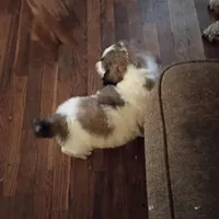 Cherish - Tri colored RARE SPECIAL PUP, a female Poodle - Multi-Colored Standard and Poodle - Standard  for sale in Frontenac, KS – Photo 4 of 7