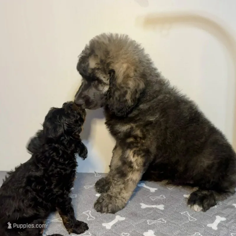 Alloy, a male Poodle - Multi-Colored Standard and Poodle - Standard  for sale in Frontenac, KS – Photo 1 of 7