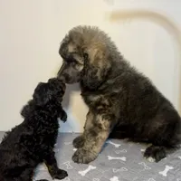 Alloy, a male Poodle - Multi-Colored Standard and Poodle - Standard  for sale in Frontenac, KS – Photo 1 of 7