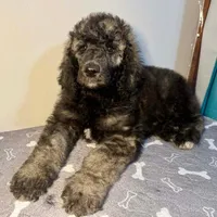 Alloy, a male Poodle - Multi-Colored Standard and Poodle - Standard  for sale in Frontenac, KS – Photo 2 of 7