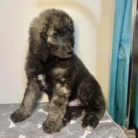 Alloy, a male Poodle - Multi-Colored Standard and Poodle - Standard  for sale in Frontenac, KS – Photo 7 of 7