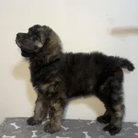 Alloy, a male Poodle - Multi-Colored Standard and Poodle - Standard  for sale in Frontenac, KS – Photo 3 of 7