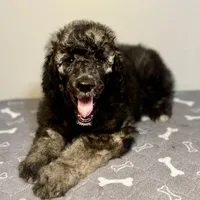 Alloy, a male Poodle - Multi-Colored Standard and Poodle - Standard  for sale in Frontenac, KS – Photo 4 of 7