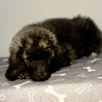 Alloy, a male Poodle - Multi-Colored Standard and Poodle - Standard  for sale in Frontenac, KS – Photo 5 of 7