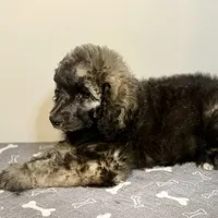 Alloy, a male Poodle - Multi-Colored Standard and Poodle - Standard  for sale in Frontenac, KS – Photo 6 of 7