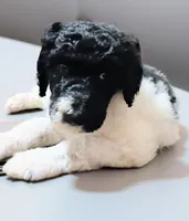 Raven, a female Poodle - Multi-Colored Standard and Poodle - Standard  for sale in Frontenac, KS – Photo 1 of 7