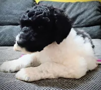 Raven, a female Poodle - Multi-Colored Standard and Poodle - Standard  for sale in Frontenac, KS – Photo 5 of 7