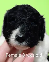 Raven, a female Poodle - Multi-Colored Standard and Poodle - Standard  for sale in Frontenac, KS – Photo 3 of 7