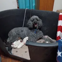 Raven, a female Poodle - Multi-Colored Standard and Poodle - Standard  for sale in Frontenac, KS – Photo 7 of 7