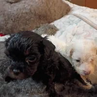 Squeaky and Patches, a male Cavapoo and Poodle - Toy  for sale in Frontenac, KS – Photo 1 of 6