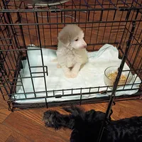 Squeaky and Patches, a male Cavapoo and Poodle - Toy  for sale in Frontenac, KS – Photo 4 of 6