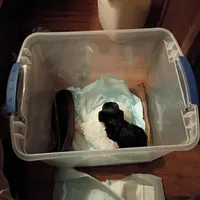 Squeaky and Patches, a male Cavapoo and Poodle - Toy  for sale in Frontenac, KS – Photo 2 of 6