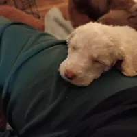 Squeaky and Patches, a male Cavapoo and Poodle - Toy  for sale in Frontenac, KS – Photo 6 of 6